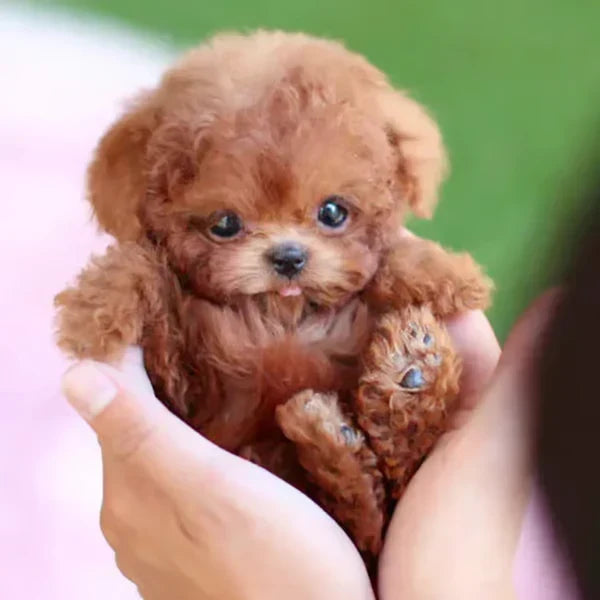 Robot Dog Toy Interactive Walking & Barking Lifelike Design